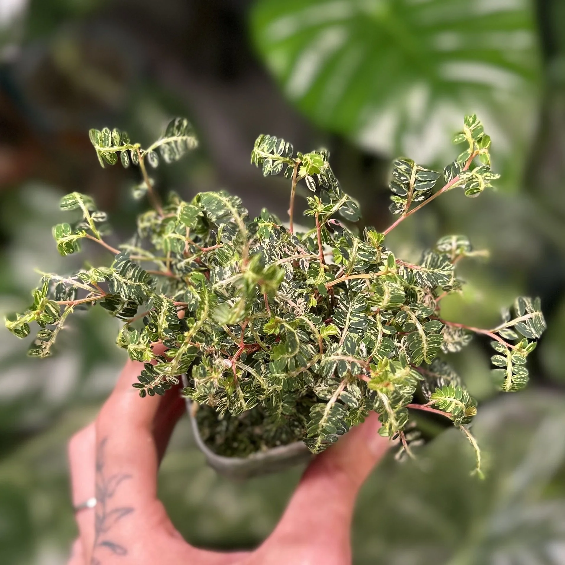 Phyllanthus urinaria 'Pink Variegated' — Savage Tropics